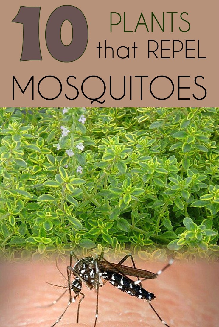 10 plants that repel mosquitoes - Gardaholic.net