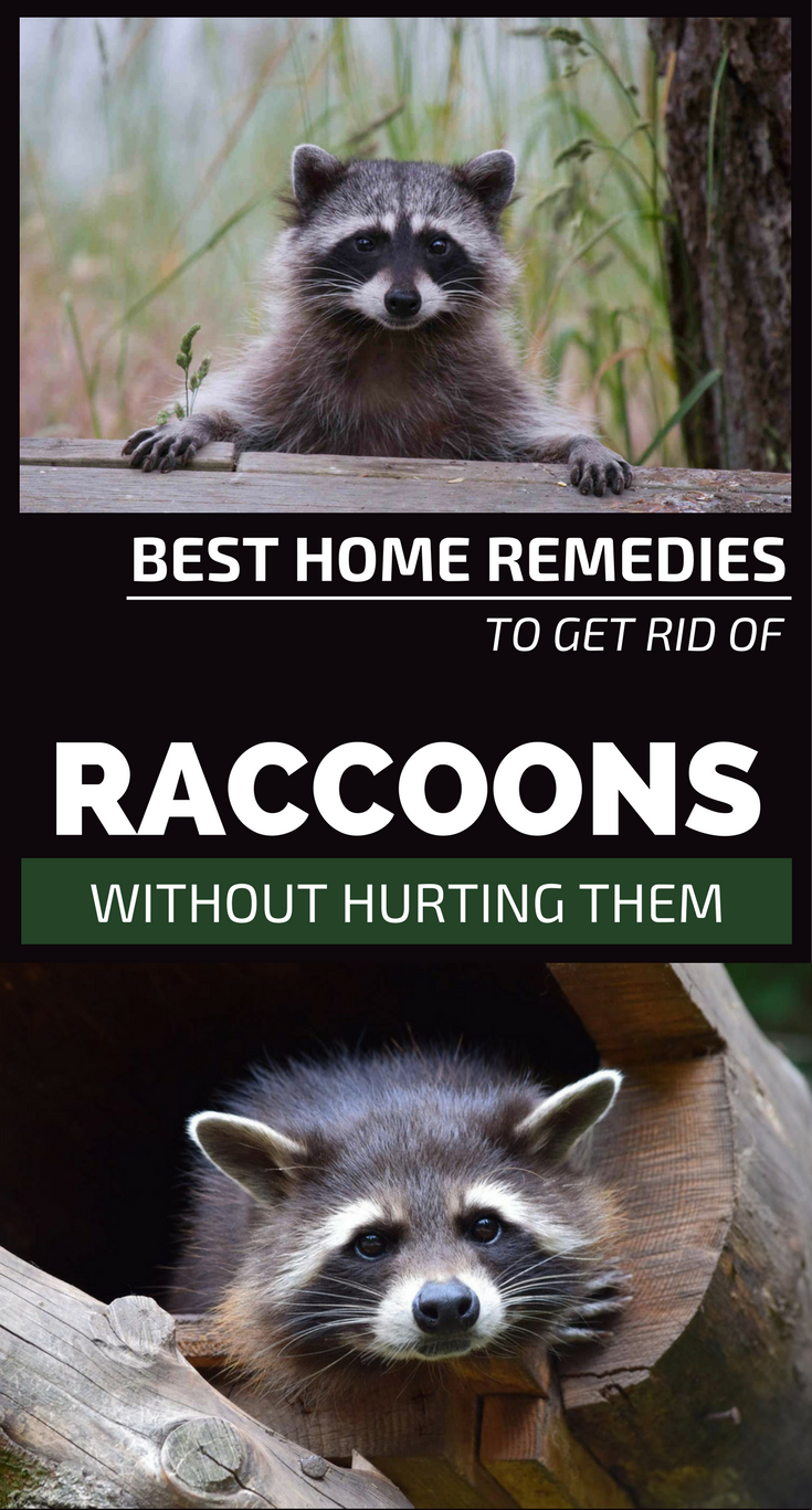 Best Home Remedies To Get Rid Of Raccoons Without Hurting Them