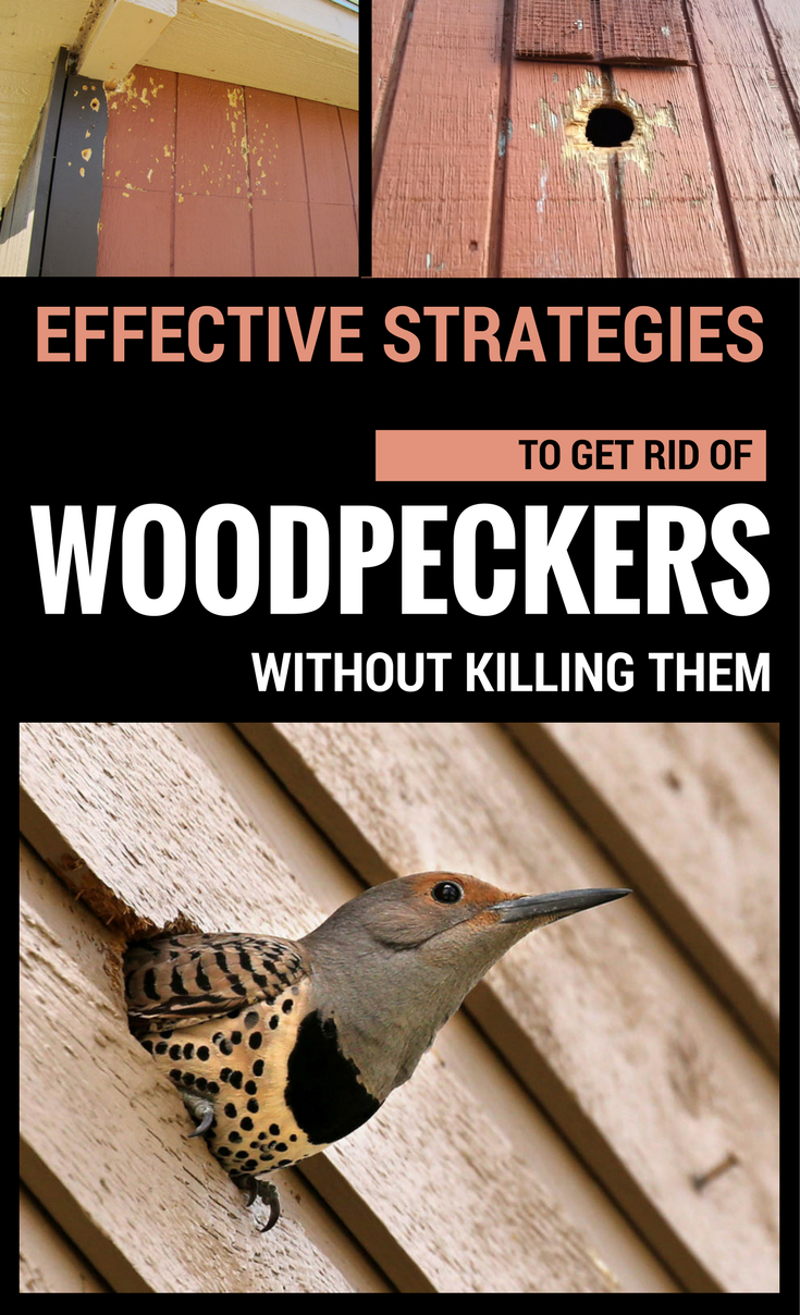 Effective Strategies To Get Rid Of Woodpeckers Without Killing Them Gardaholic Net
