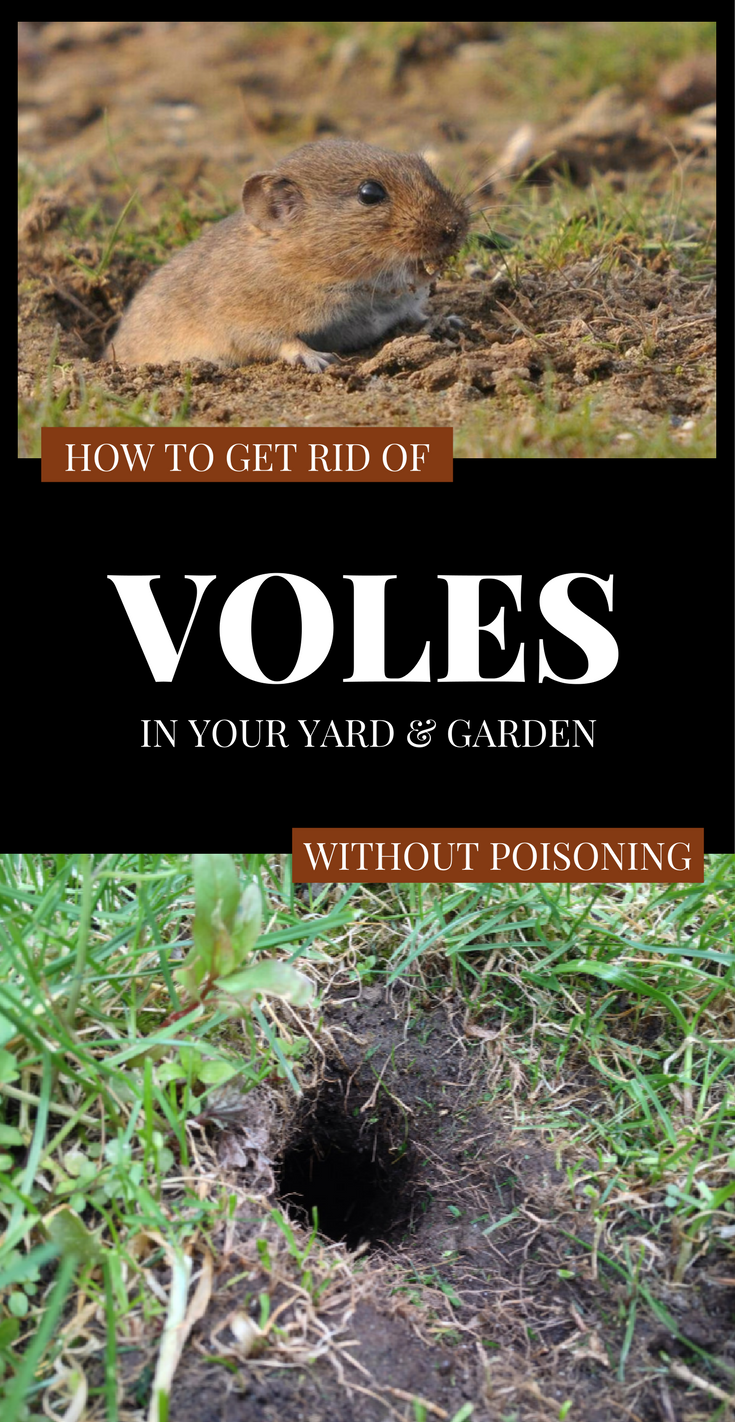 How To Get Rid Of Voles In Your Yard And Garden Without ...