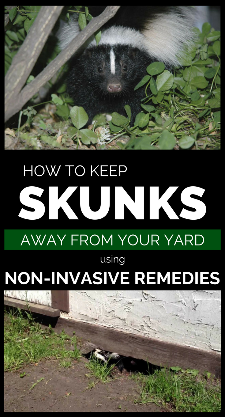 How To Keep Skunks Away From Your Property Using Non