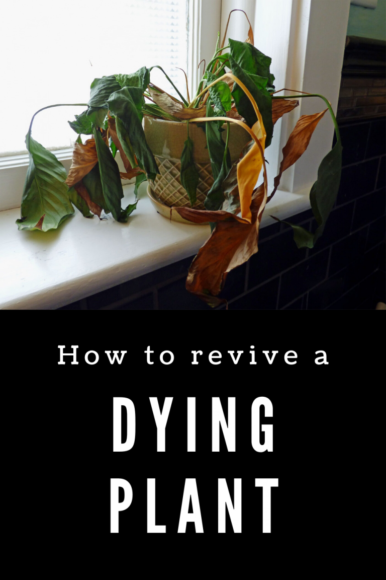 How To Revive A Dying Plant Gardaholic Net