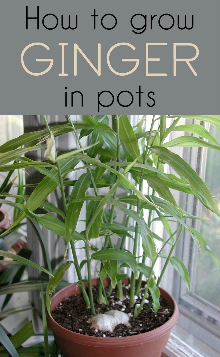 How To Grow Ginger In Pots