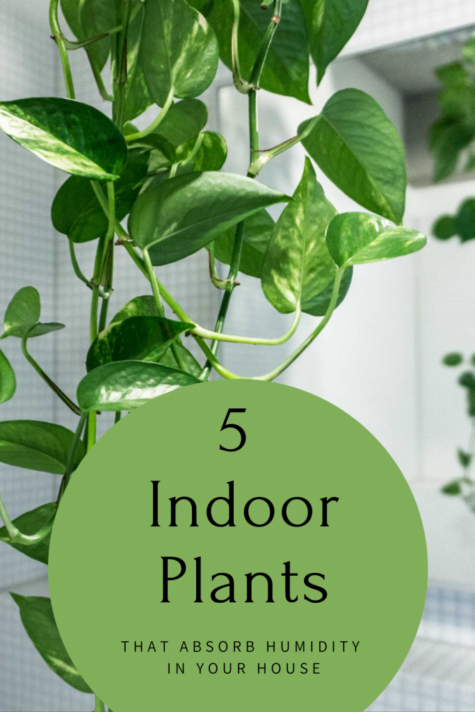 5 Indoor Plants That Absorb Humidity In Your House - Gardaholic.net