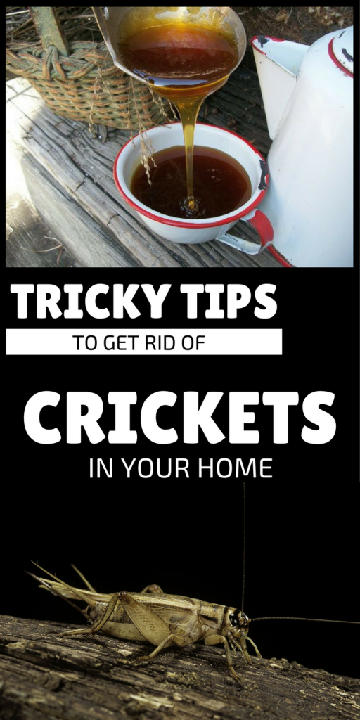 Tricky Tips To Get Rid Of Crickets In Your Home - Gardaholic.net