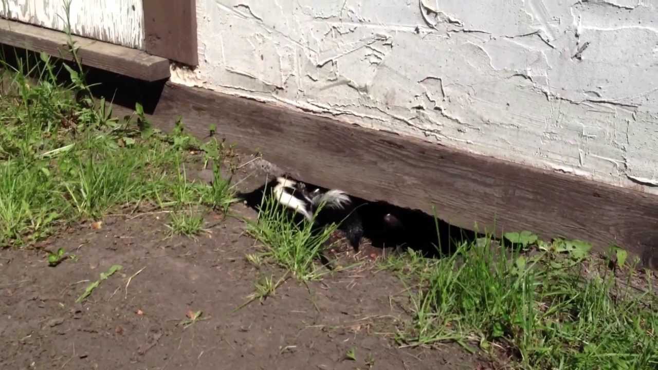 How To Keep Skunks Away From Your Property Using Non 