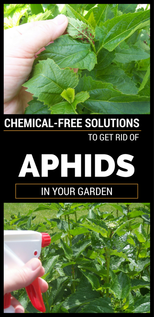 chemical-free-solutions-to-get-rid-of-aphids-in-your-garden