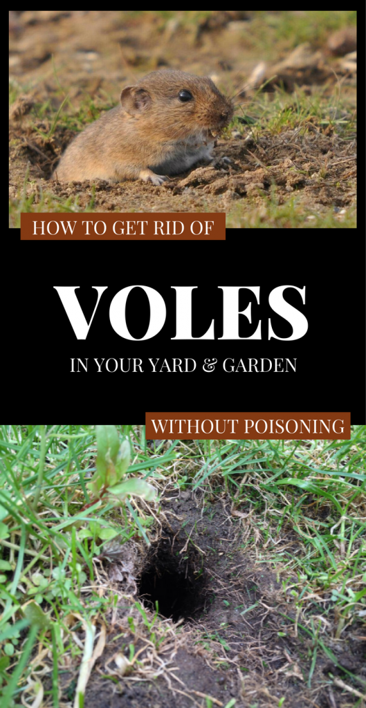 How To Get Rid Of Voles In Your Yard And Garden Without Poisoning ...