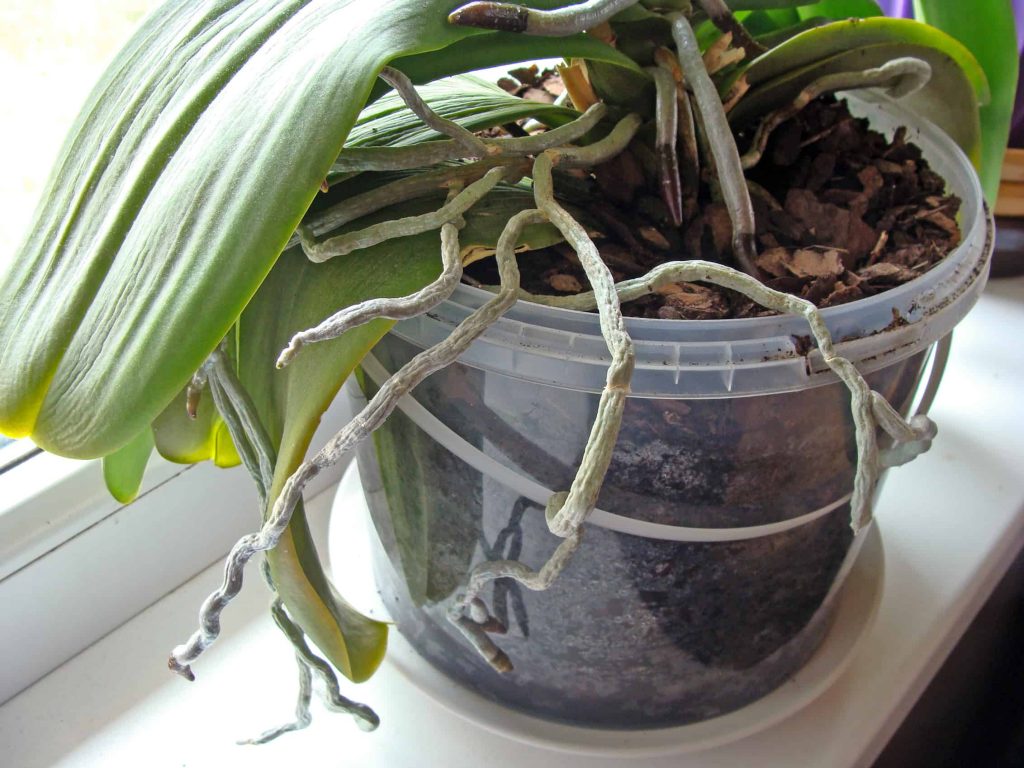 How To Provide Optimal Conditions To Grow Orchids At The Office