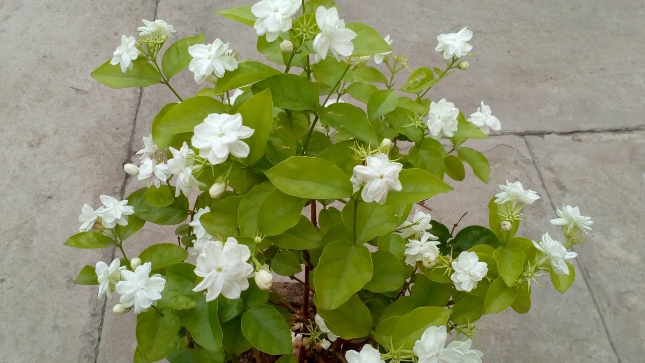 Growing Winter Jasmine (Jasminum polyanthum) - YouTube