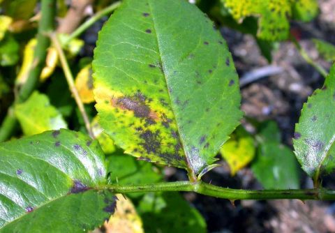 Treating Black Spot Fungus On Roses - Black Spots on Roses