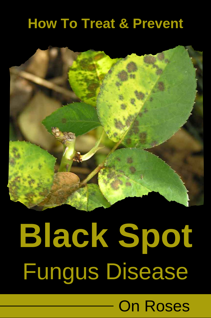 How To Treat And Prevent Black Spot Fungus Disease On Roses
