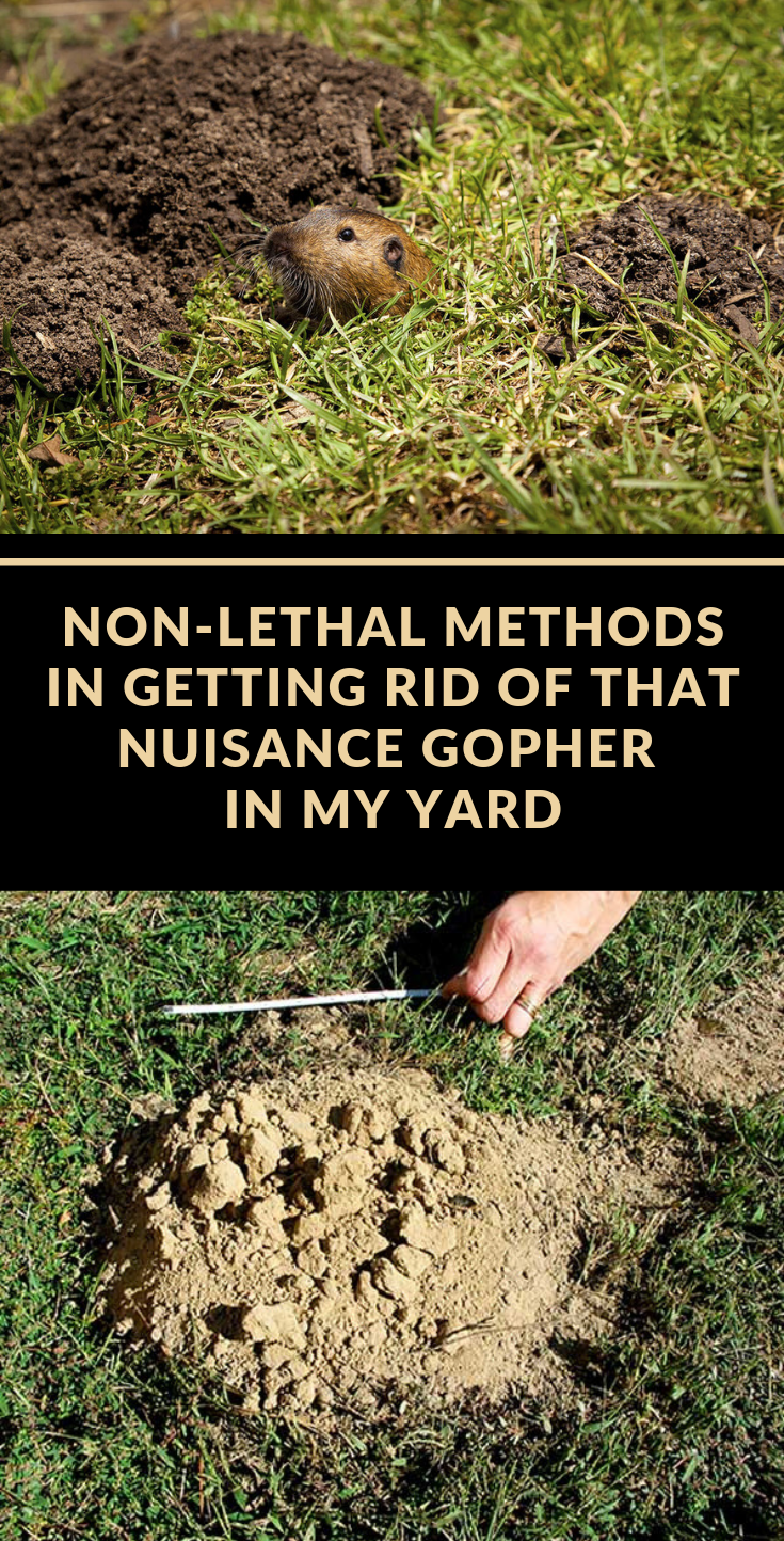 Non-Lethal Methods In Getting Rid Of That Nuisance Gopher ...